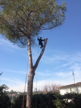 Podes i tales - Podas y talas - Pruning and felling - ESPAIS EXTERIORS